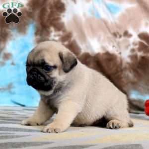 Carlos, Pug Puppy